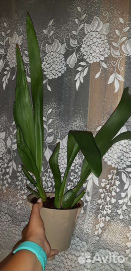 Орхидея камбрия Кататанте