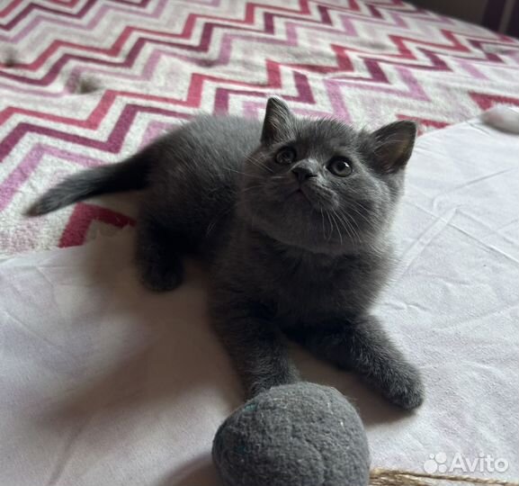 Британский голубой котенок
