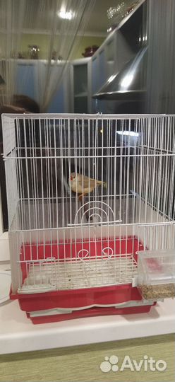 Амадин с клеткой