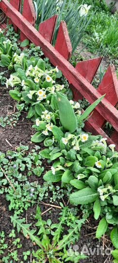 Примулы. Маргаритки. Пионы. Хоста. Ирисы. Флоксы