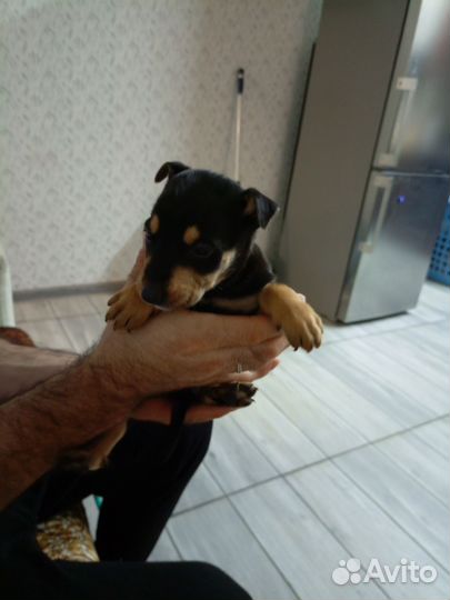 Лучший друг