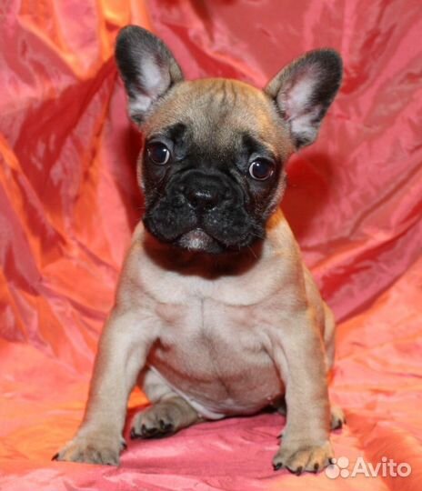 Французский бульдог