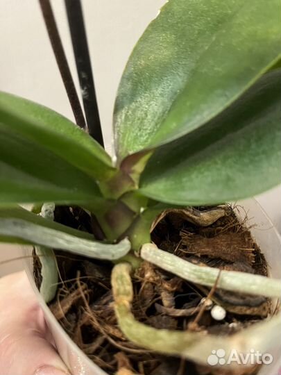 Орхидея фаленопсис Роттердам