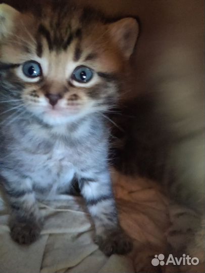 Кошка котята