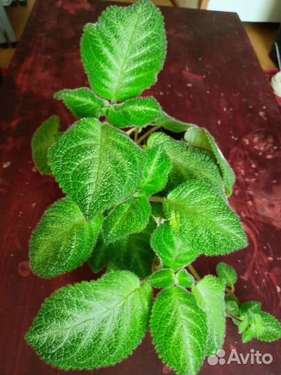 Эписция, фиалка, кактус