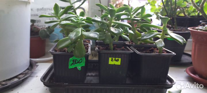 Продам цветы комнатные