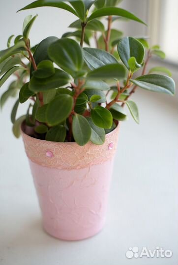 Пеперомия микс