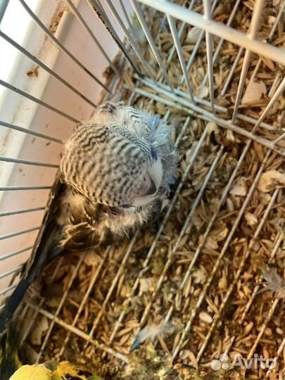 Волнистые попугаи чехи