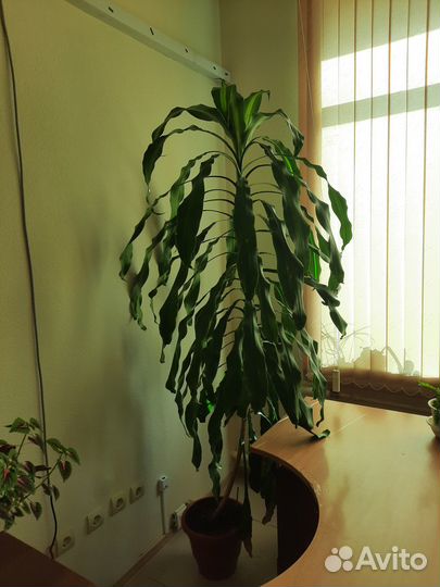 Комнатные растения Драцена