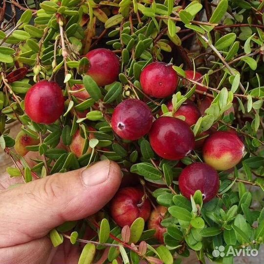 Клюква крупноплодная (садовая)