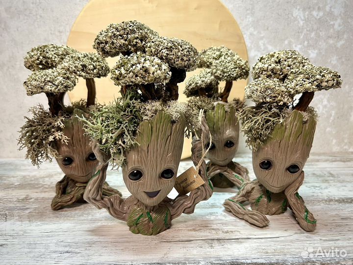 Цетрария Живое дерево