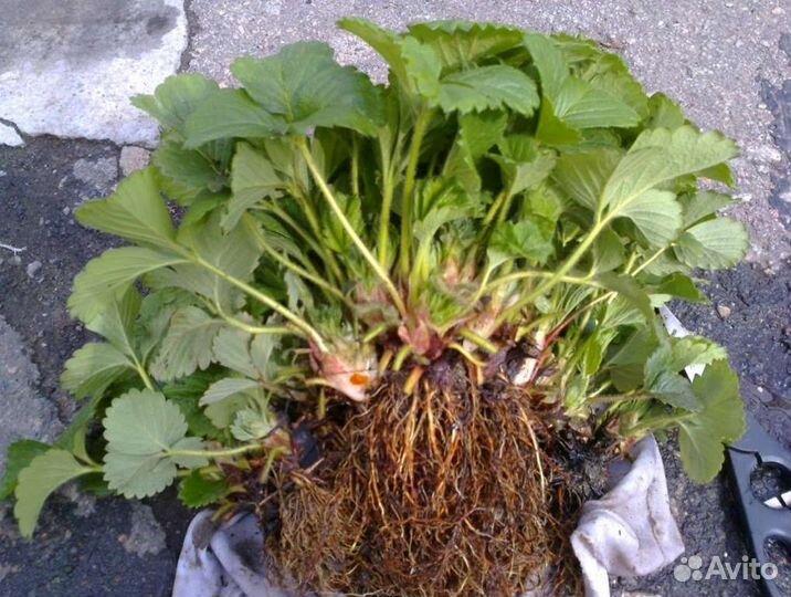 Саженцы Королева Елизавета