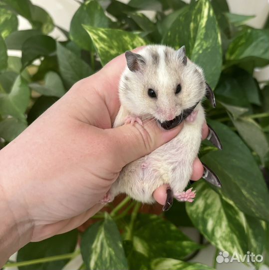 Милые сирийские хомячки