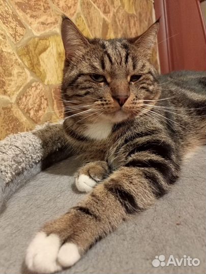 Мраморный кот в дар