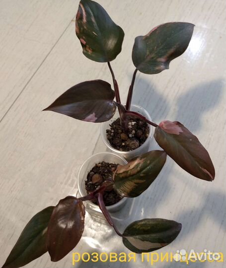 Филодендрон