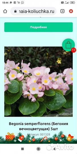 Бегония вечноцветущая розовая
