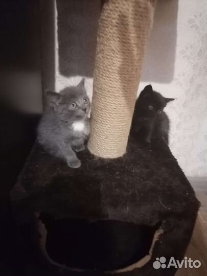 Котята в добрые руки мальчики