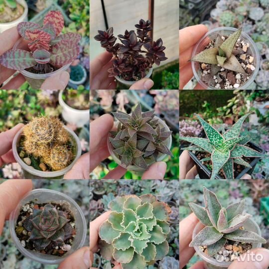 Суккуленты