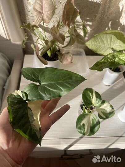 Сингониум 6 сортов, роули, коллизия роз и зел