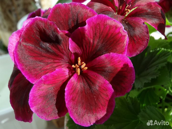 Пеларгония королевская