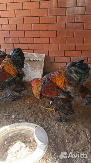 Куры петухи Колумбийская Брама