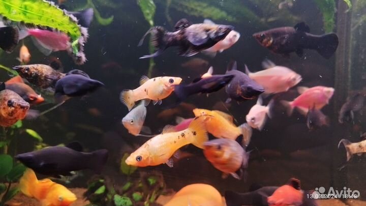 Продаются моллинезии