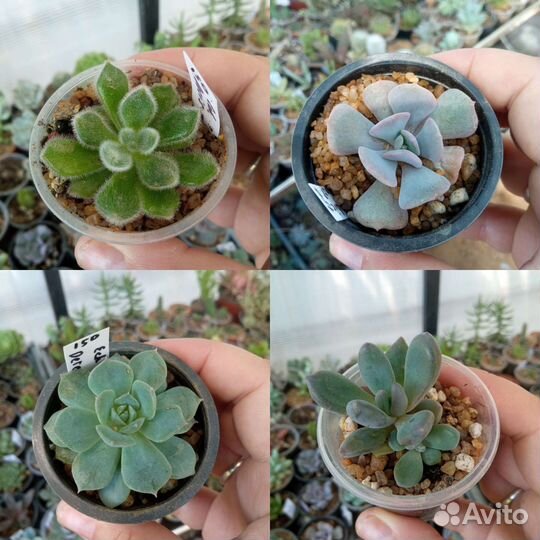Суккуленты эхеверия крассула седум