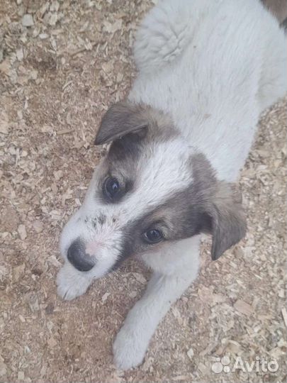 Собака в добрые руки,щенок