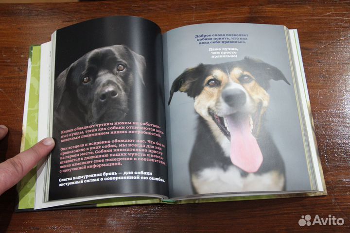 Почему собаки лучше кошек