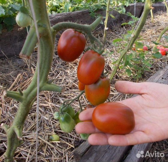 Семена томатов