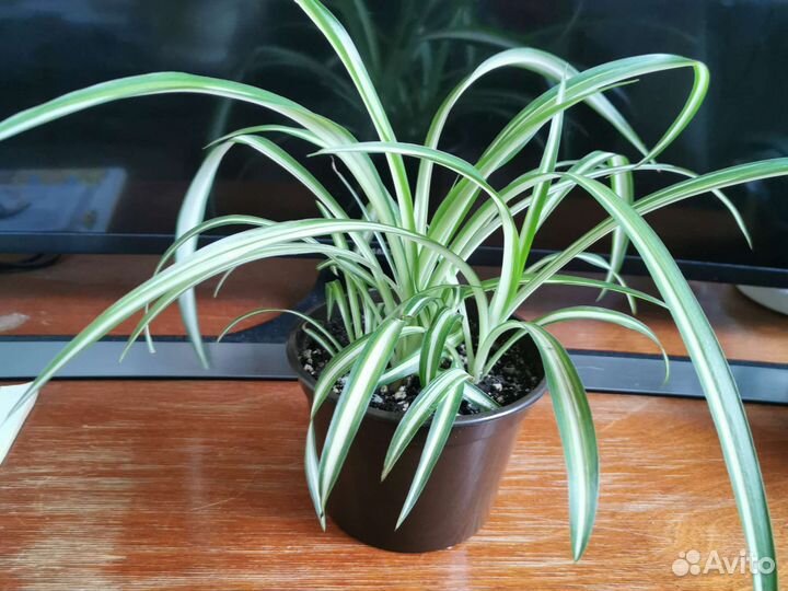 Хлорофитум хохлатый