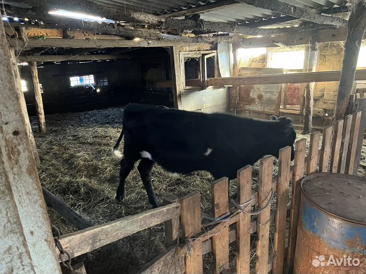 Продам бычка