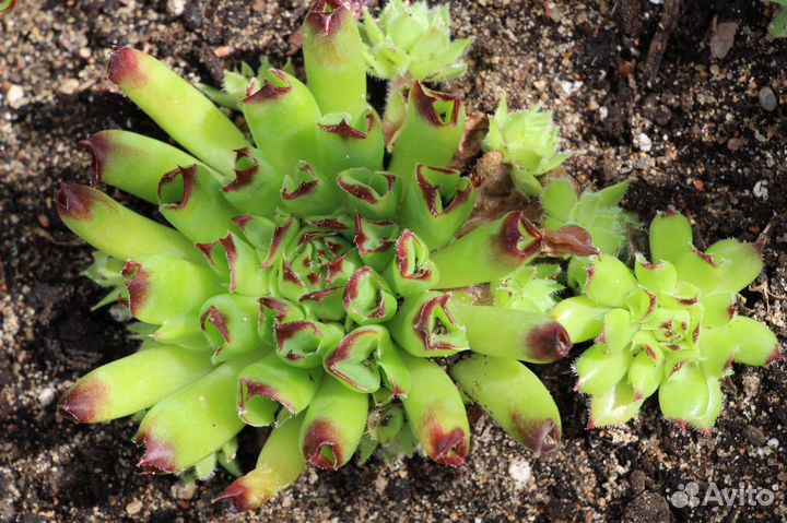 Молодило -каменная роза трубчатое №4