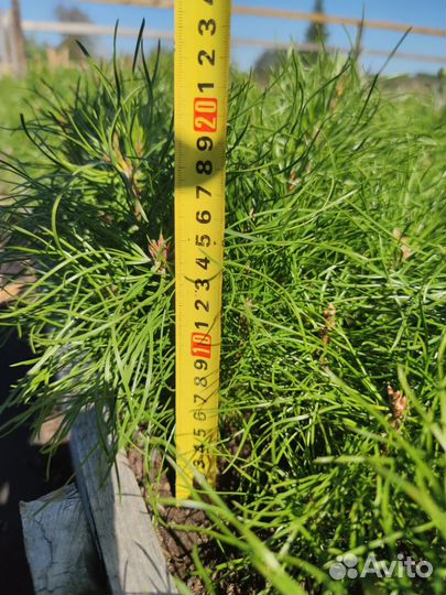 Саженцы сосны зкс от производителя