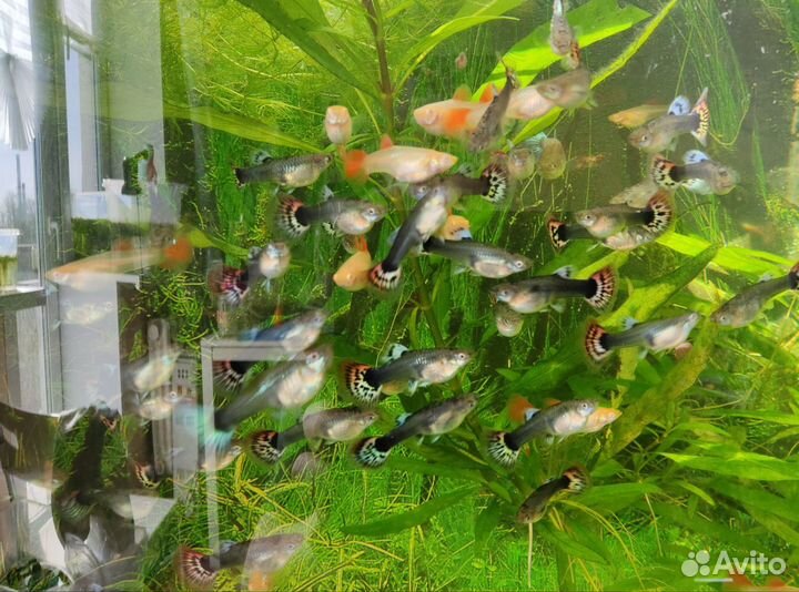 Самки гуппи вергинные