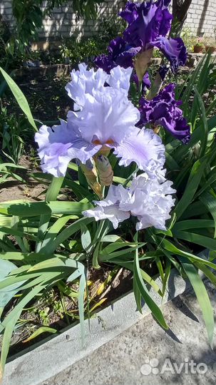 Цветы ирисы