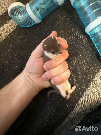 Ласка животное