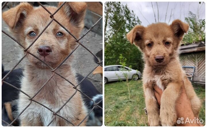 Возьми щенка из приюта, подари ему дом