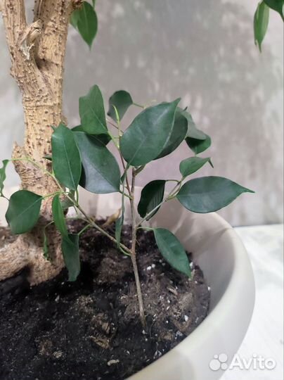 Фикус Бенджамина