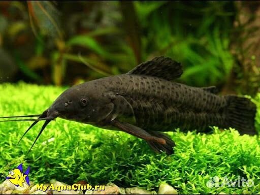 Сом таракатум 20 см