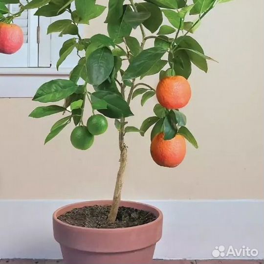 Экзотические растения