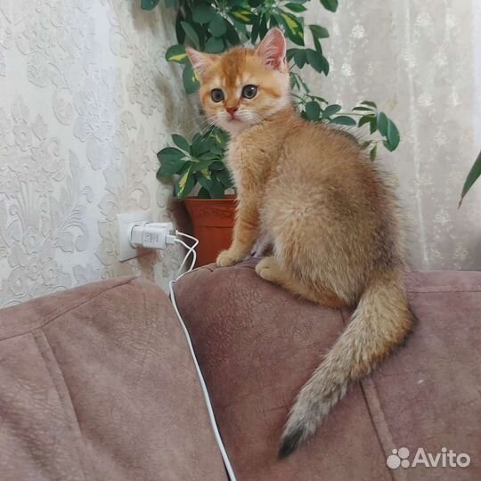 Британские котята золотая шиншилла