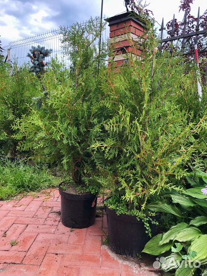 Туя брабант