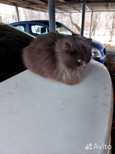 Молодая кошечка в добрые руки