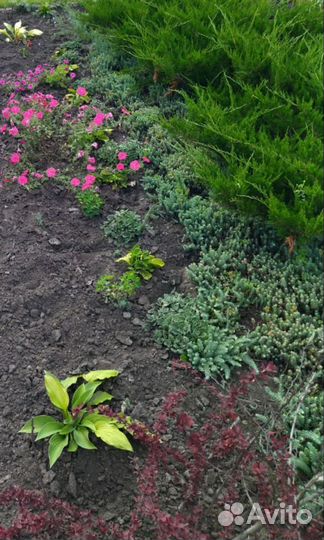 Очиток испанский