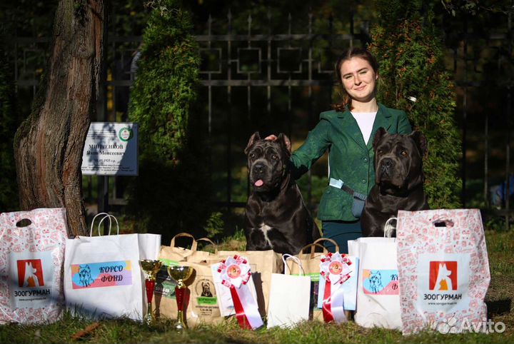 Хендлер. Подготовка собак к выставкам