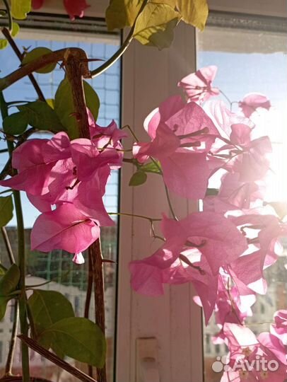 Цветы бугенвилия