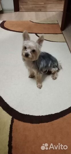 Йоркширский терьер