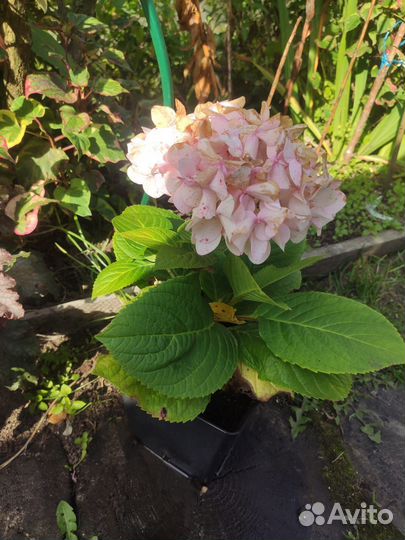Гортензия ремонтантная саженцы