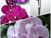 Фласка орхидей Hot Kiss*Розовую